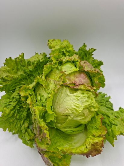 Bild von BIO – Krauthäuptel per Stk