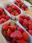 Bild von BIO -  Erdbeeren 500g Tasse