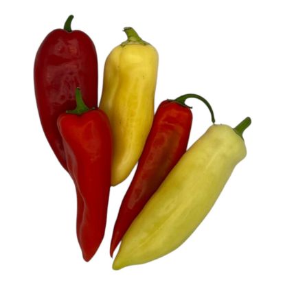 Bild von BIO - Paprika bunt klein per Stk  